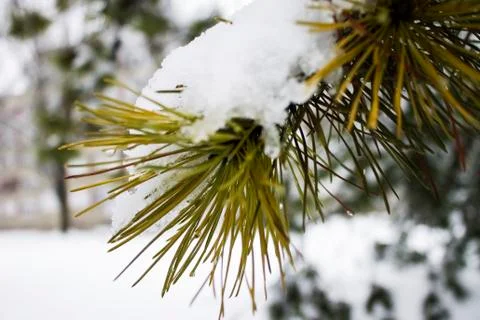 Pine tree Stock Photos