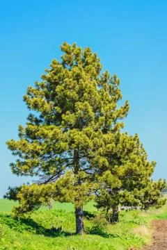 The Pine Tree Stock Photos