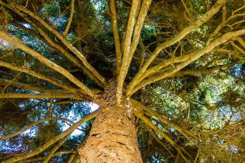 Pine tree Stock Photos