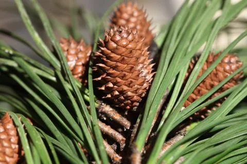 Pine tree Stock Photos