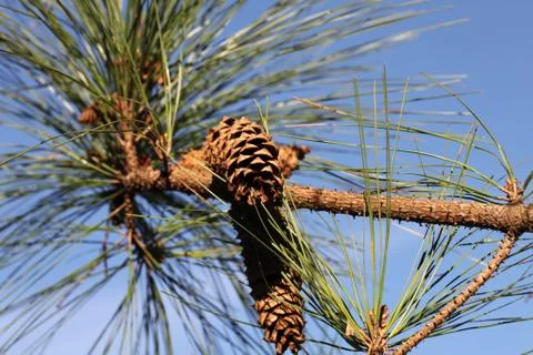 Pine tree Stock Photos