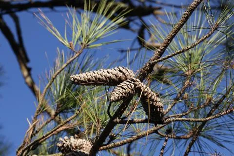 Pine tree Stock Photos