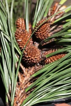 Pine tree Stock Photos