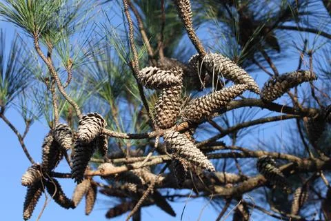 Pine tree Stock Photos