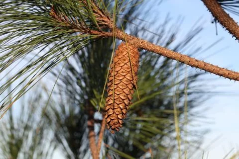 Pine tree Stock Photos