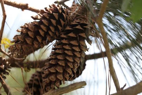 Pine tree Stock Photos