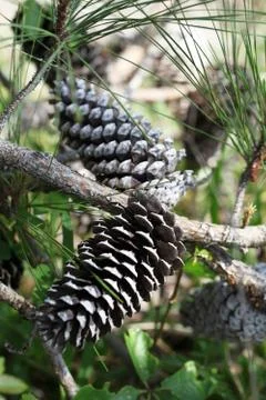 Pine tree Stock Photos