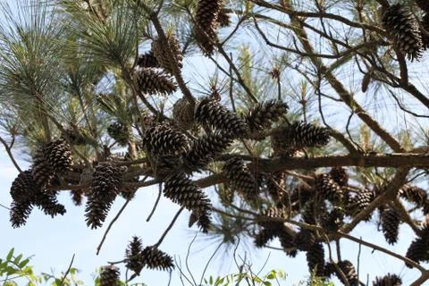 Pine tree Stock Photos