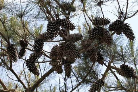 Pine tree Stock Photos