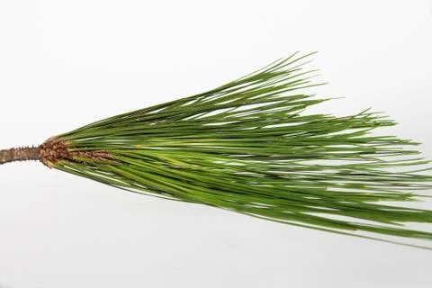 Pine tree Stock Photos