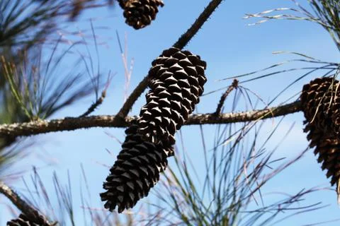 Pine tree Stock Photos