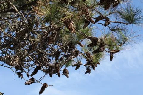 Pine tree Stock Photos