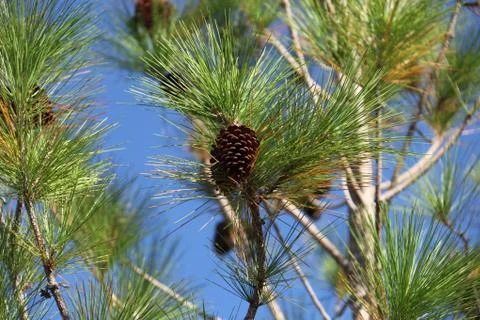 Pine tree Stock Photos