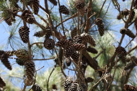 Pine tree Stock Photos