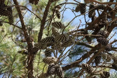Pine tree Stock Photos