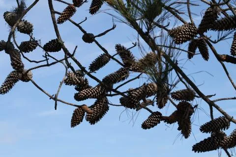 Pine tree Stock Photos