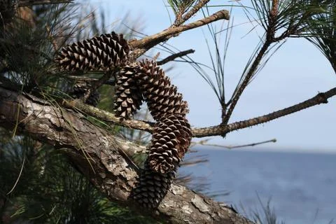 Pine tree Stock Photos