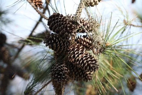 Pine tree Stock Photos