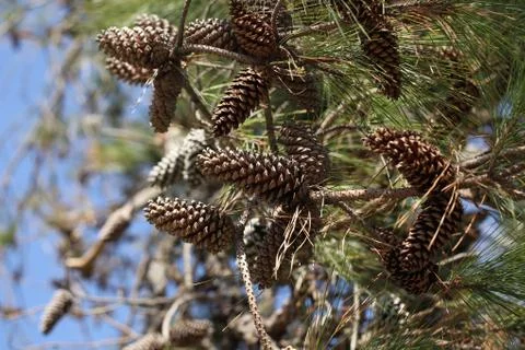 Pine tree Stock Photos