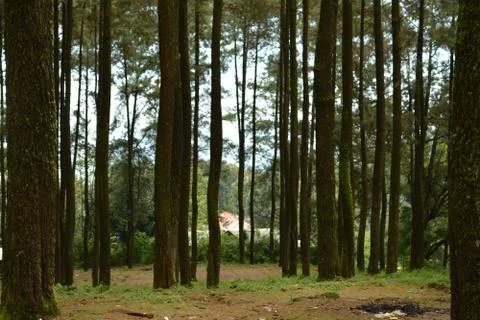 Pine tree 写真素材