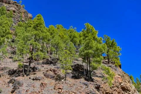 PINE TREE Stock Photos