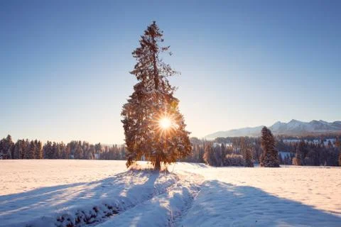 Pine tree Stock Photos