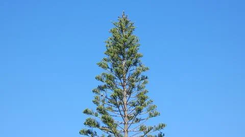 Pine Tree Stock Photos