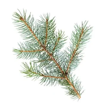 Pine tree Stock Photos