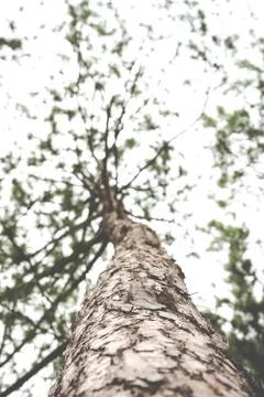 Pine tree Stock-Fotos