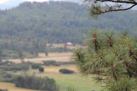 Pine Tree Stock Photos