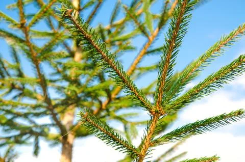 Pine tree Stock Photos