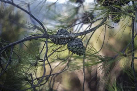 Pine Tree Stock Photos