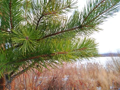Pine-tree Stock Photos