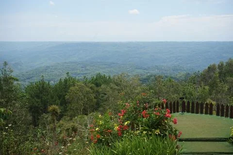 Pine tree Stock Photos