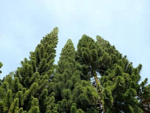 Pine Tree Stock Photos