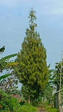 Pine tree Stock Photos