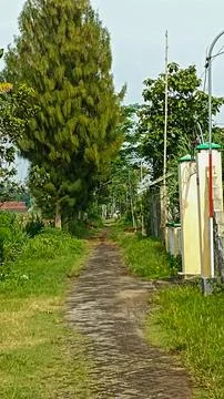 Pine tree Foto stock