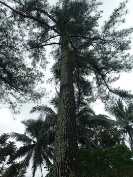 Pine tree Stock Photos