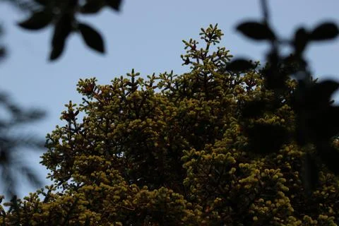 Pine tree Stock Photos