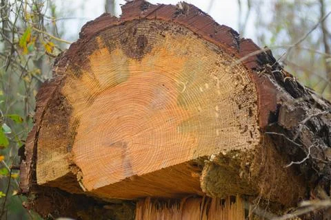 Pine tree Stock Photos