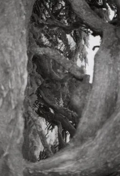 Pine Tree Foto stock