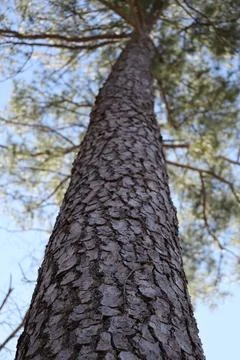 Pine Tree Stock Photos