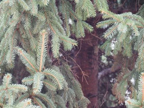 Pine tree Foto stock