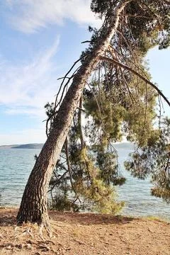 Pine tree Stock Photos