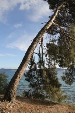 Pine tree Stock Photos