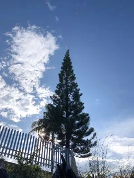 Pine tree with photo angle from below with blue sky background Stock Photos