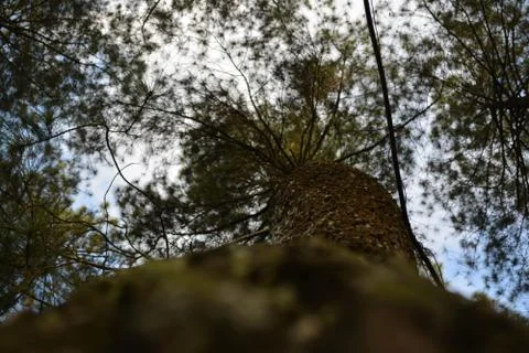 Pine tree photograped from below 写真素材