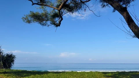 Pine tree on the phuket beach Vidéo 119188812