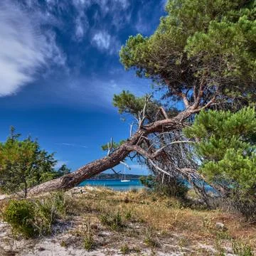 Pine tree at Pinarello beach Stock Photos