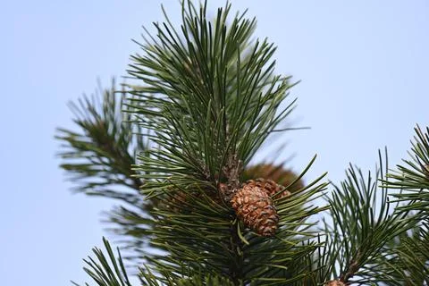 Pine tree with pine cone close up view Stock Photos